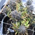 thumb of Kosher Kush by WeedSeedsExpress grown by spyder